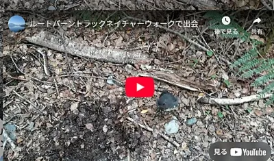 ルートバーンの森で出会えるNZロビンのビデオ