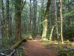 レインボウ・リーチまでの原生林の森の中のトラック