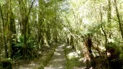 原生林の森の中のトラック