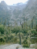 Prairieで見られる立ち枯れした樹木