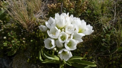 フッカーバレーマウンテン・ジェンシャン